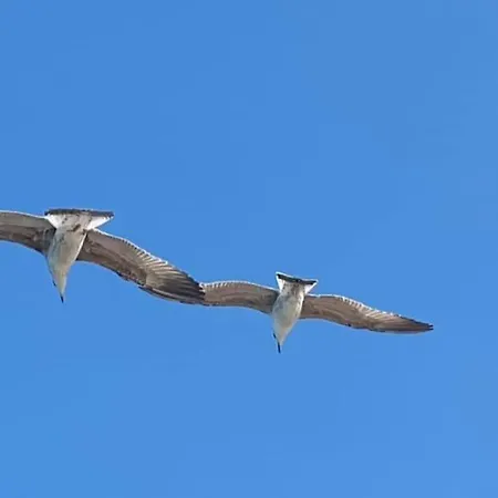 Rozelyn * Углян