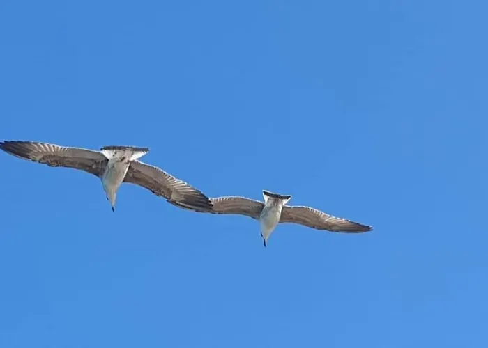 Rozelyn * Углян